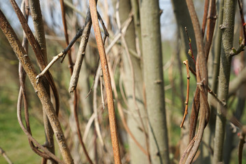 Branches, tree, and vines in spring
