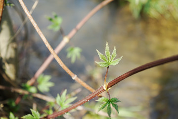 Green ivy leaf in early spring