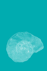 Sea theme with single sea shell on aquamarine background 