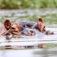 hippopotamus in water