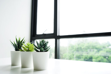 Small fake succulent tree, house plant to decor Inside home,table morning