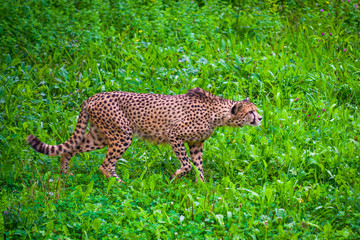 Fototapeta na wymiar The fastest Cheetah animal on earth in the Cabarceno nature park. Cantabria. Northern coast of Spain