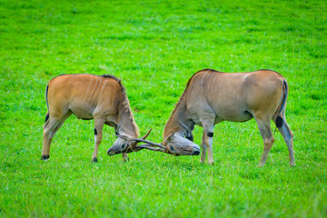 Naklejka na ściany i meble Antelopes in in the Cabarceno nature park. Cantabria. Northern coast of Spain