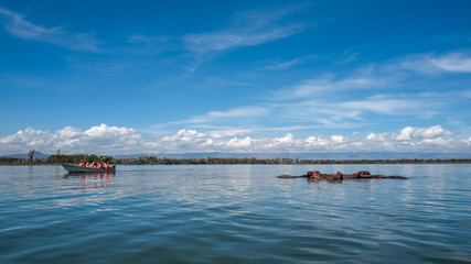 Hippopotamus, Lake Naivasha in Kenya