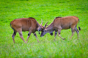 Antelopes in in the Cabarceno nature park. Cantabria. Northern coast of Spain