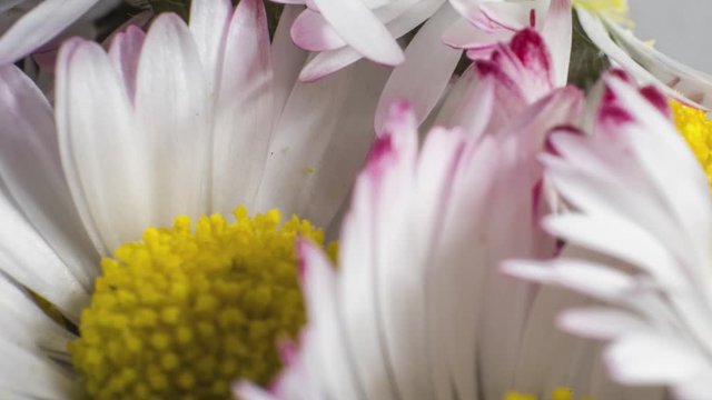 speed up white flowers with yellow center blooming at once, timelapse