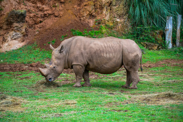 Fototapeta premium Gorgeous rhino in the Cabarceno nature park. Cantabria. Northern coast of Spain