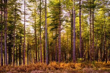 Pines, Matley Bog