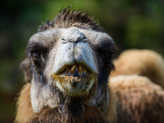 Camel in the Cabarceno nature park. Cantabria. Northern coast of Spain