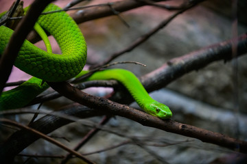 Green snake in the Cabarceno nature park. Cantabria. Northern coast of Spain