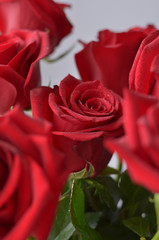 red roses with water drops