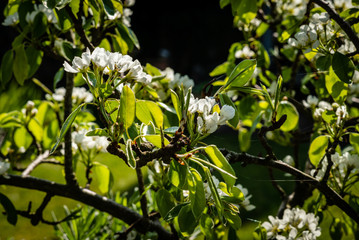 Pear tree blossom