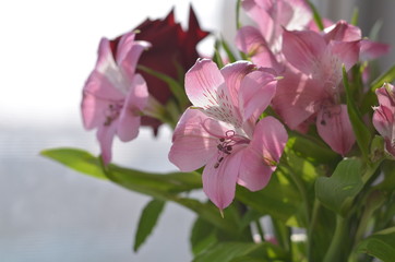 Naklejka na ściany i meble alstroemeria Pink flowers