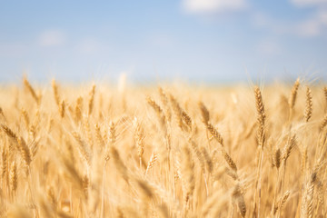 closeup summer wheat field at the hot day, golden wheat ear on a blue sky background