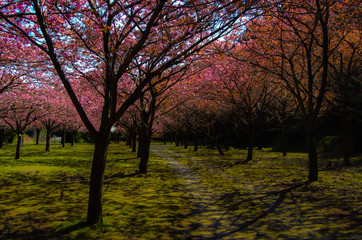 桜の森