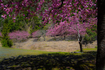 Fototapeta na wymiar 桜の森