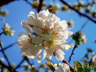 Beautiful Cherry Blossom at the backyard. No need go far away these days.