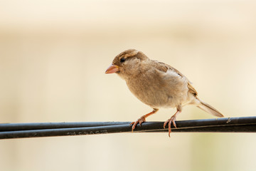 Bird