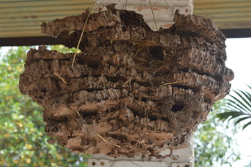 A wasp's nest hanging under the roof