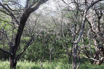 Naklejka premium Honolulu Diamond head and Honolulu beach