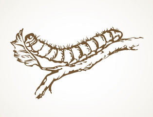 The caterpillar eats a leaf. Vector drawing