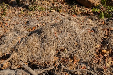 Hay that has been left