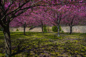 Fototapeta premium 桜の森