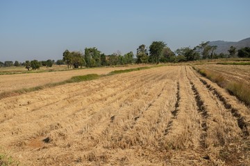 Obraz premium Dry rice husk , thailand