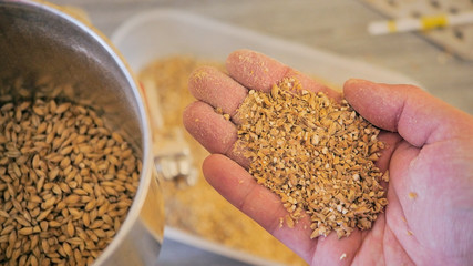 Crushed malt is ready to brew a batch of beer - obrazy, fototapety, plakaty