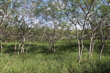 Honolulu Diamond head and Honolulu beach
