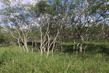 Honolulu Diamond head and Honolulu beach