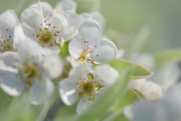 Obraz premium closeup apple tree branch in a blossom