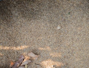 Dry rice husk , thailand