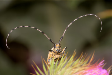 Front view of female beetle Saperda populnea, on a thistle flower