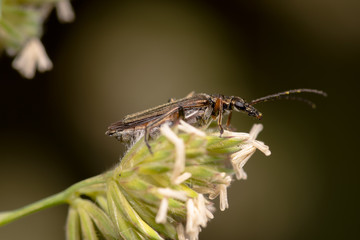 Side view, of beetle Oedemera nobilis, on a flower