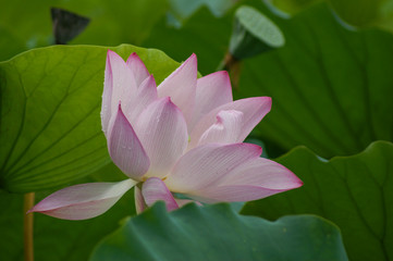 The lotus in full bloom in summer