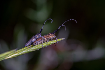 Side view, beetle copula Ornamentation Curvilinea, on a green stem