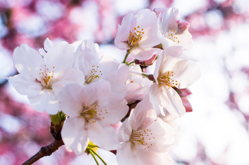 桜 cherryblossom　サクラ　ソメイヨシノ