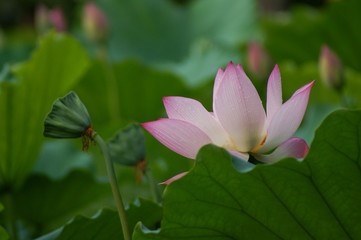 The lotus in full bloom in summer
