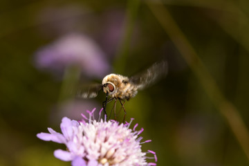 Close up view of Bombylius major fly sucking nectar from a Scabiosa lilac flower