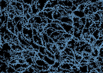 Branches of Blackthorn. Vector drawing