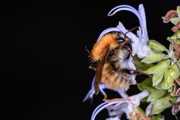 Side close-up of bumblebee Bombus pascuorum, sucking nectar from a blue rosemary flower.