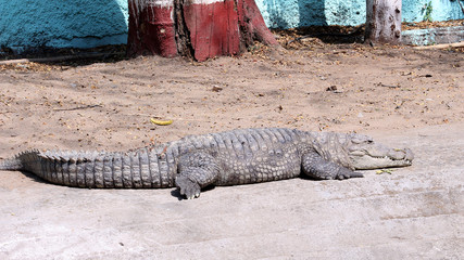 Australian saltwater crocodile resting
