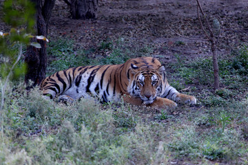 Fototapeta na wymiar Panthera tigris altaica resting