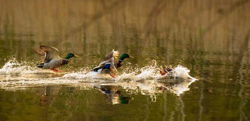 Stockente genie&szlig;en einen sonnigen Fr&uuml;hlingsnachmittag am See