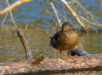 Stockente genießen einen sonnigen Frühlingsnachmittag am See