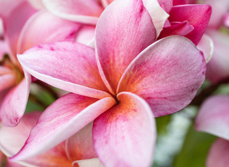 Pink Plumeria flowers close up with beautiful petals