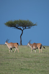 Naklejka na ściany i meble Eland Antelope with tree behind in Kenya