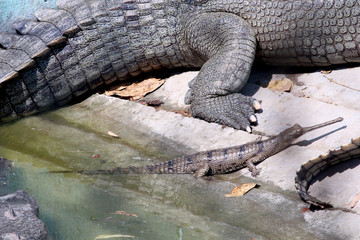 Gharial, Gavialis gangeticus Gharial (fish-eating crocodile) resting in national park, Selective focus with blur background. 
