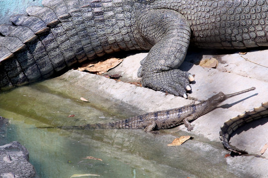 Gharial, Gavialis gangeticus Gharial (fish-eating crocodile) resting in national park, Selective focus with blur background. 
